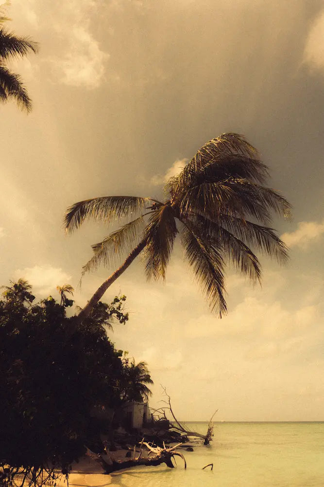 Palmera en Maldivas surftrip de flysurf