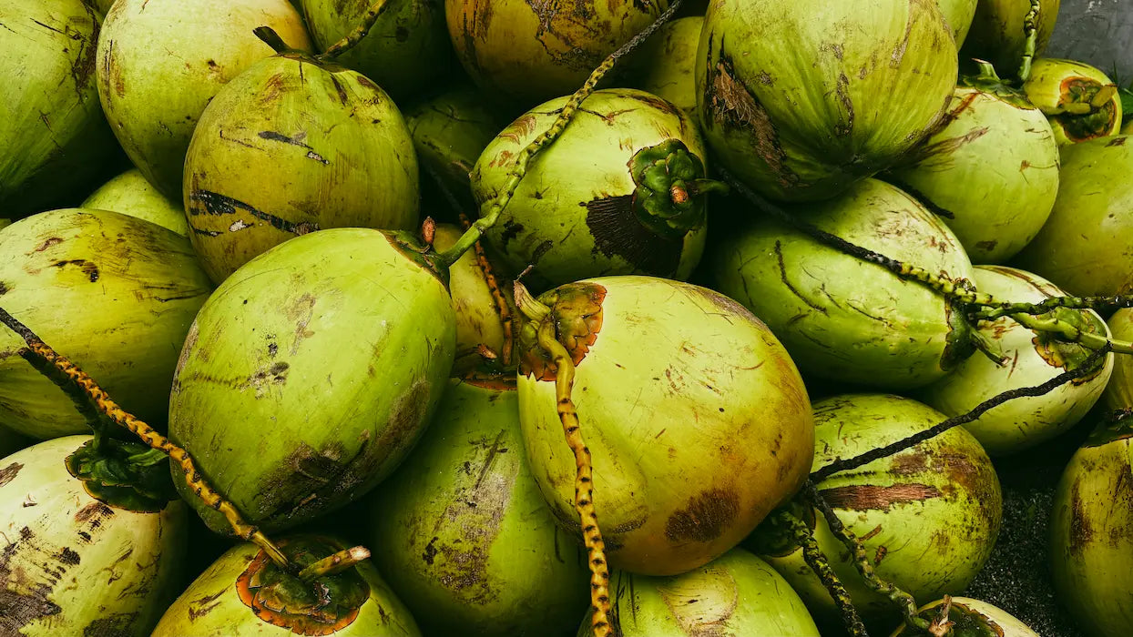 Cocos viaje costa rica. 